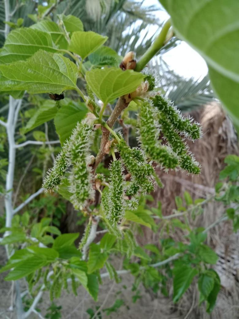 הוילה Siwa Oasis Wafla מראה חיצוני תמונה