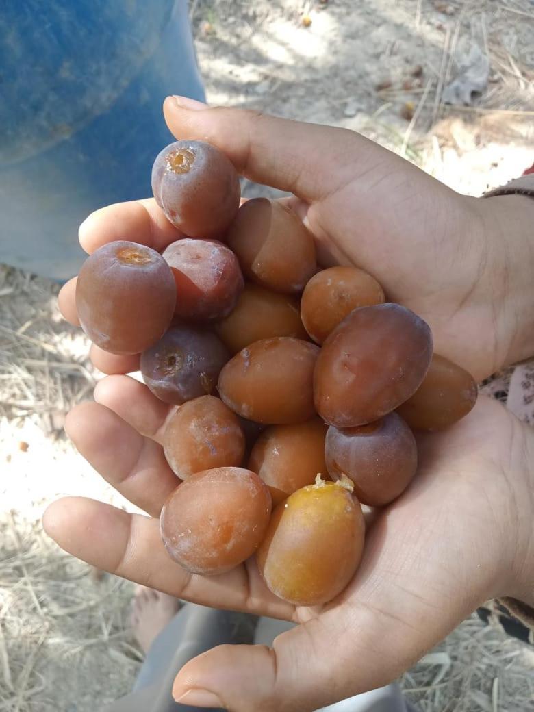 הוילה Siwa Oasis Wafla מראה חיצוני תמונה