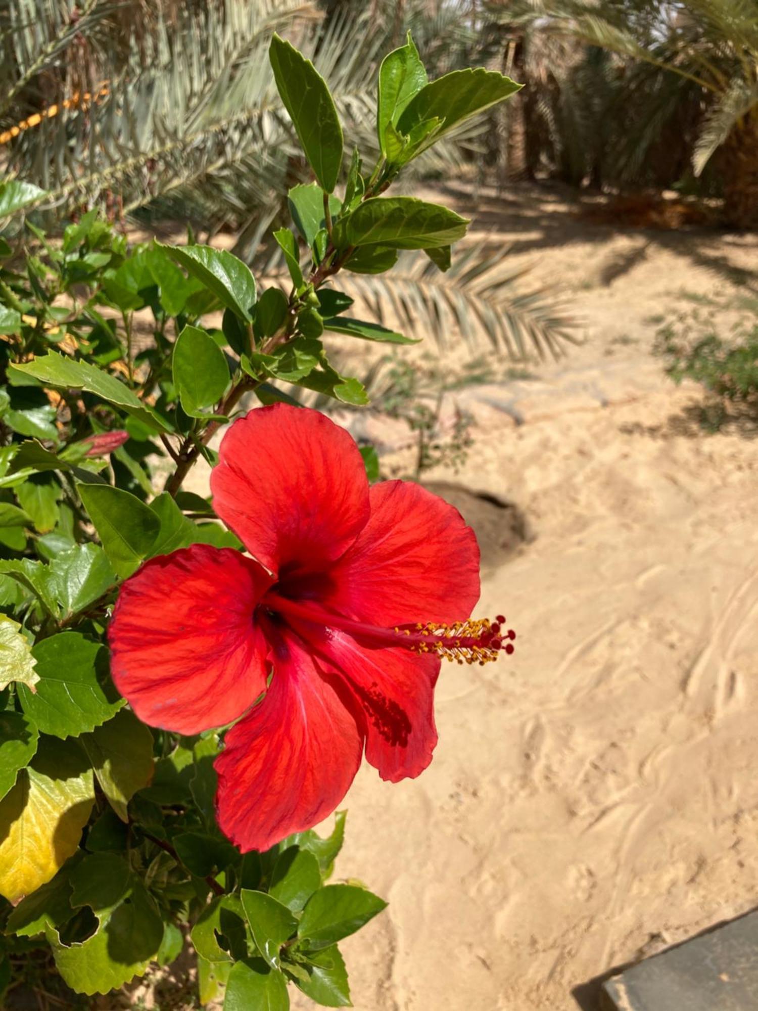 הוילה Siwa Oasis Wafla מראה חיצוני תמונה