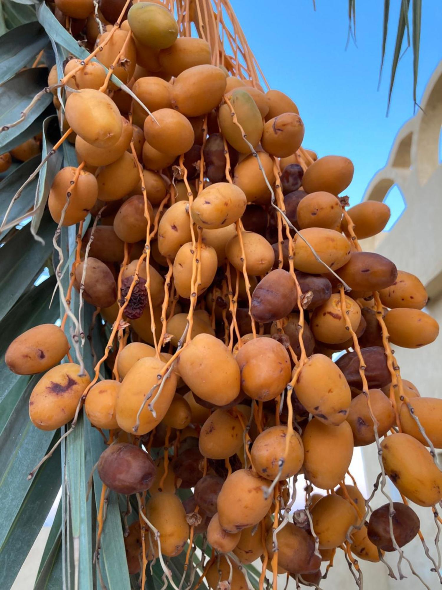 הוילה Siwa Oasis Wafla מראה חיצוני תמונה