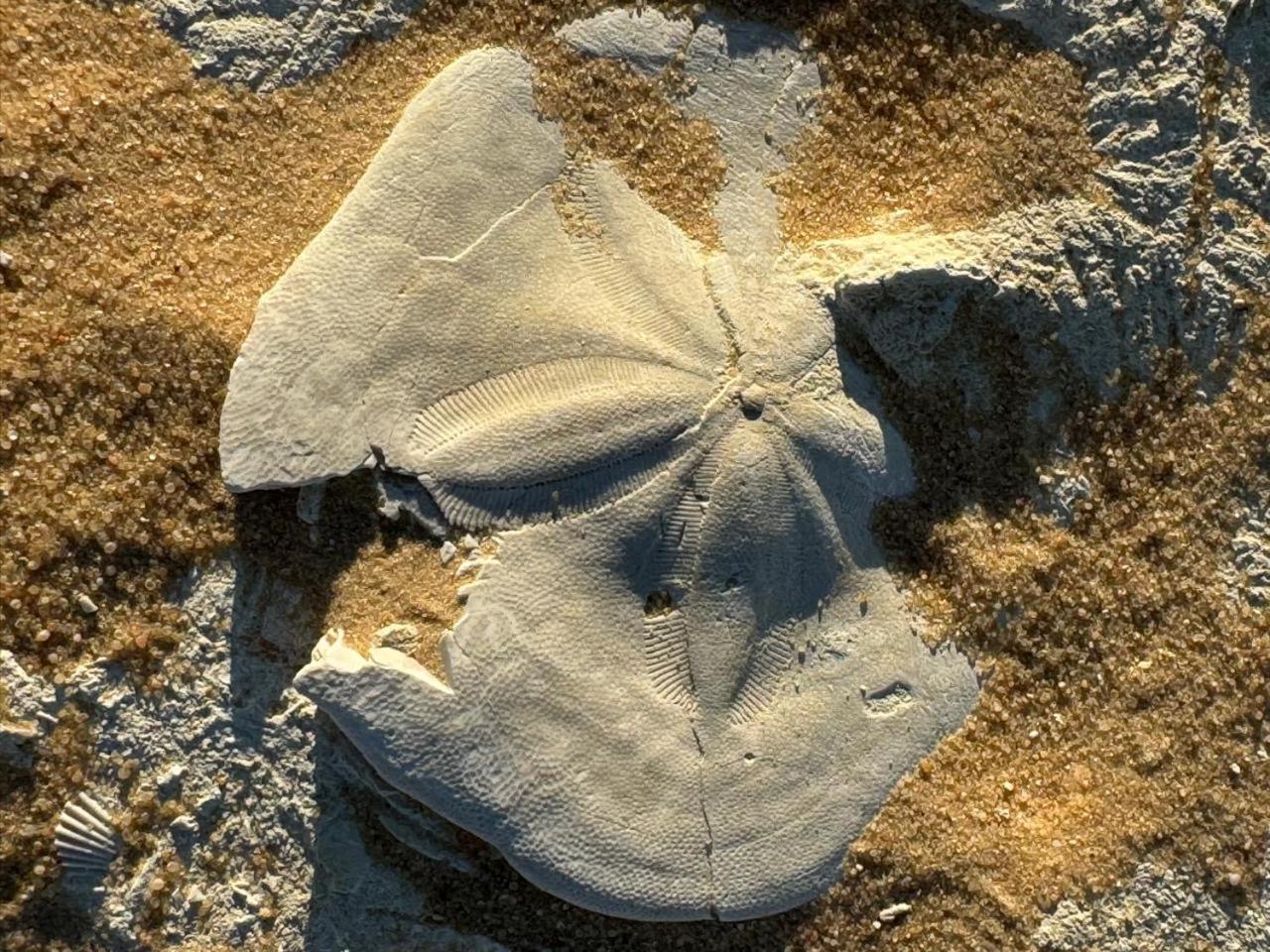 הוילה Siwa Oasis Wafla מראה חיצוני תמונה